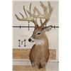 Image 2 : 15-Point Typical WHITETAIL DEER Shoulder Mount with a Heavy Rack