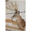 Image 3 : 15-Point Typical WHITETAIL DEER Shoulder Mount with a Heavy Rack