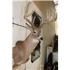 Image 4 : 15-Point Typical WHITETAIL DEER Shoulder Mount with a Heavy Rack