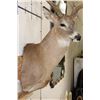Image 5 : 15-Point Typical WHITETAIL DEER Shoulder Mount with a Heavy Rack