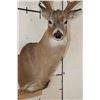 Image 6 : 15-Point Typical WHITETAIL DEER Shoulder Mount with a Heavy Rack