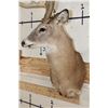Image 7 : 15-Point Typical WHITETAIL DEER Shoulder Mount with a Heavy Rack