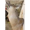 Image 8 : 15-Point Typical WHITETAIL DEER Shoulder Mount with a Heavy Rack
