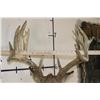 Image 9 : 15-Point Typical WHITETAIL DEER Shoulder Mount with a Heavy Rack