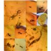Image 2 : (10) Pieces of Authentic Myanmar AMBER Fossil Insect and Plant Specimens, Weight: 9.21 g (ONE$)