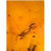 Image 5 : (10) Pieces of Authentic Myanmar AMBER Fossil Insect and Plant Specimens, Weight: 9.21 g (ONE$)