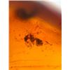 Image 8 : (10) Pieces of Authentic Myanmar AMBER Fossil Insect and Plant Specimens, Weight: 9.21 g (ONE$)