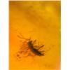 Image 9 : (10) Pieces of Authentic Myanmar AMBER Fossil Insect and Plant Specimens, Weight: 9.21 g (ONE$)