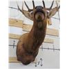 Image 10 : 10-Point ELK BULL Shoulder Mount