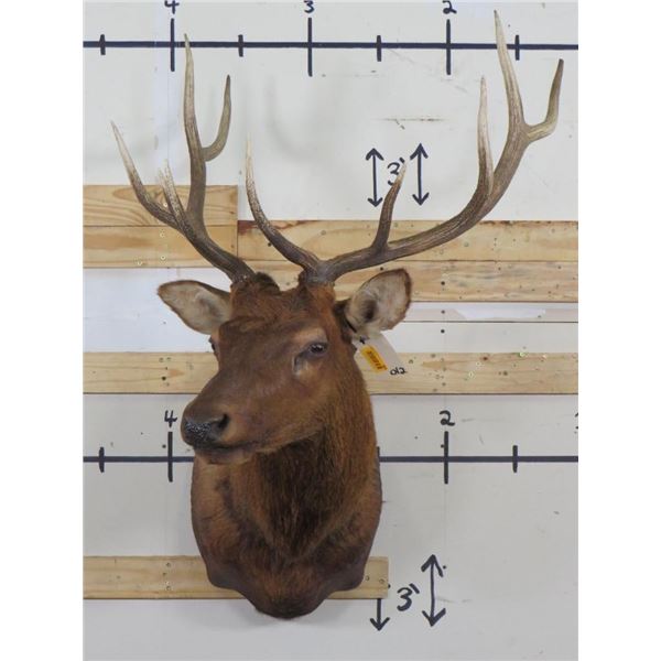 10-Point ELK BULL Shoulder Mount