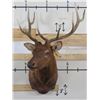Image 1 : 10-Point ELK BULL Shoulder Mount