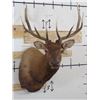 Image 2 : 10-Point ELK BULL Shoulder Mount