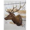 Image 3 : 10-Point ELK BULL Shoulder Mount