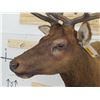 Image 4 : 10-Point ELK BULL Shoulder Mount