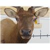 Image 5 : 10-Point ELK BULL Shoulder Mount