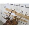 Image 7 : 10-Point ELK BULL Shoulder Mount