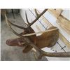 Image 8 : 10-Point ELK BULL Shoulder Mount