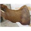 Image 9 : 10-Point ELK BULL Shoulder Mount