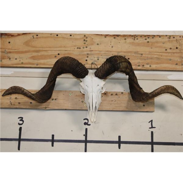 CORSICAN SHEEP Ram Skull with Removable Horns