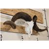 Image 2 : CORSICAN SHEEP Ram Skull with Removable Horns