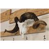 Image 3 : CORSICAN SHEEP Ram Skull with Removable Horns