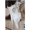 Image 4 : CORSICAN SHEEP Ram Skull with Removable Horns