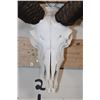 Image 5 : CORSICAN SHEEP Ram Skull with Removable Horns