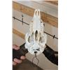 Image 8 : CORSICAN SHEEP Ram Skull with Removable Horns