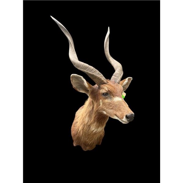 Large *Trophy Size* AFRICAN SITATUNGA Shoulder Mount
