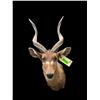 Image 2 : Large *Trophy Size* AFRICAN SITATUNGA Shoulder Mount