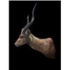 Image 4 : Large *Trophy Size* AFRICAN SITATUNGA Shoulder Mount