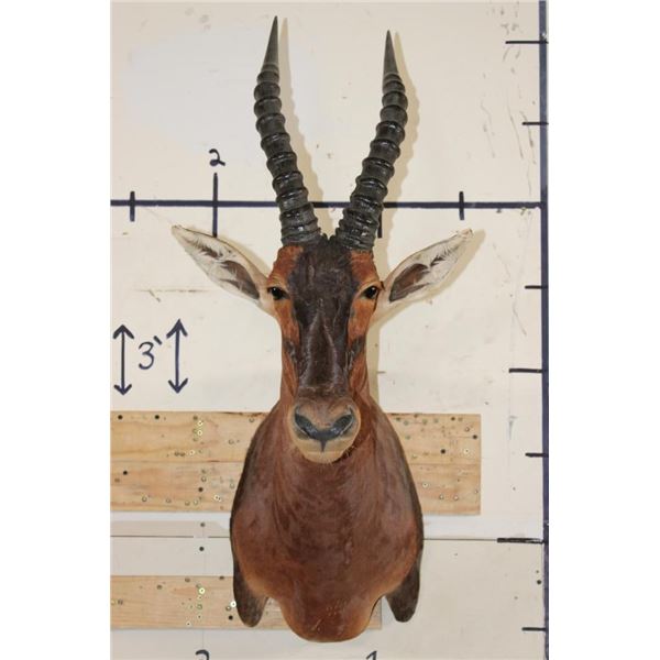 Big TOPI Shoulder Mount