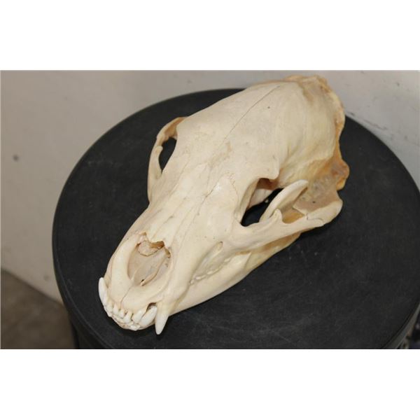 BLACK BEAR Skull with All its Teeth and Intact Nasal Turbinates