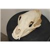 Image 1 : BLACK BEAR Skull with All its Teeth and Intact Nasal Turbinates