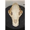 Image 2 : BLACK BEAR Skull with All its Teeth and Intact Nasal Turbinates
