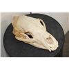Image 3 : BLACK BEAR Skull with All its Teeth and Intact Nasal Turbinates