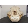 Image 4 : BLACK BEAR Skull with All its Teeth and Intact Nasal Turbinates