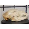Image 5 : BLACK BEAR Skull with All its Teeth and Intact Nasal Turbinates