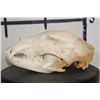 Image 6 : BLACK BEAR Skull with All its Teeth and Intact Nasal Turbinates