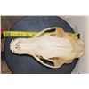 Image 8 : BLACK BEAR Skull with All its Teeth and Intact Nasal Turbinates