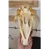 Image 9 : BLACK BEAR Skull with All its Teeth and Intact Nasal Turbinates
