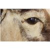 Image 10 : Big CORSICAN SHEEP RAM Shoulder Mount