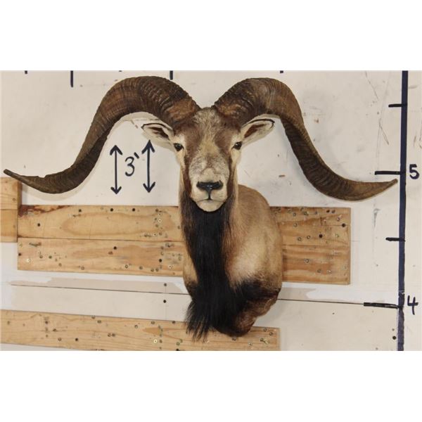 Big CORSICAN SHEEP RAM Shoulder Mount