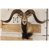 Image 1 : Big CORSICAN SHEEP RAM Shoulder Mount