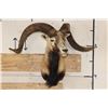 Image 2 : Big CORSICAN SHEEP RAM Shoulder Mount