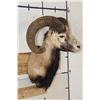 Image 3 : Big CORSICAN SHEEP RAM Shoulder Mount