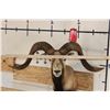Image 4 : Big CORSICAN SHEEP RAM Shoulder Mount