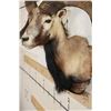 Image 5 : Big CORSICAN SHEEP RAM Shoulder Mount