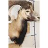 Image 7 : Big CORSICAN SHEEP RAM Shoulder Mount