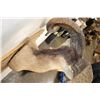 Image 8 : Big CORSICAN SHEEP RAM Shoulder Mount